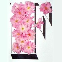 Display Type Amy Freeborn